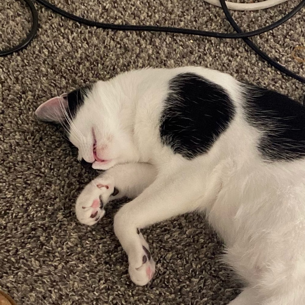 Meet your Posher, Kerri